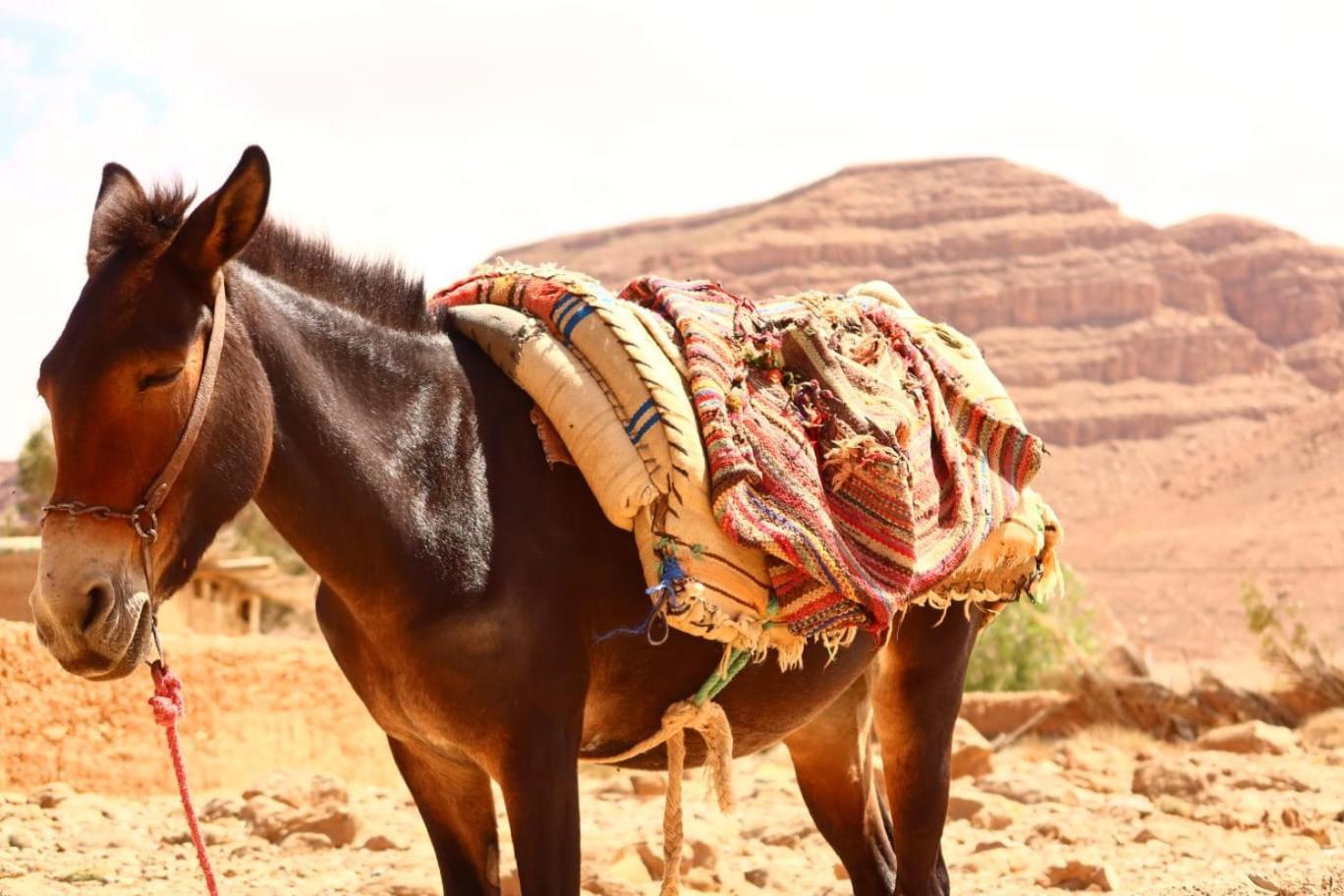 Gite D'Etape Ziz Oasis Achbarou Buitenkant foto