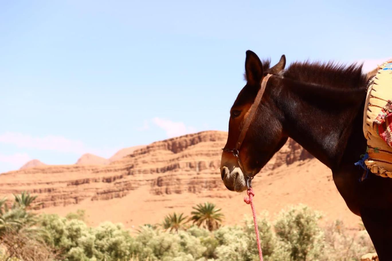 Gite D'Etape Ziz Oasis Achbarou Buitenkant foto